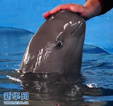 江豚和饲养员亲近