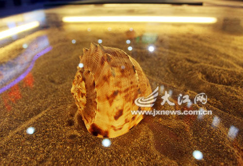 海南展区的美丽海螺